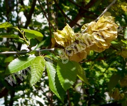 Вяз (ильм) мелколистный, приземистый, низкий – Ulmus pumila L.