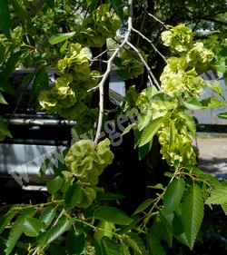 Вяз (ильм) мелколистный, приземистый, низкий – Ulmus pumila L.