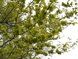 Вяз (ильм) мелколистный, приземистый, низкий – Ulmus pumila L.