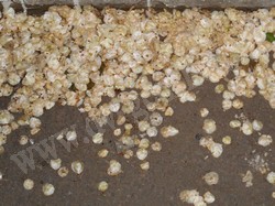 Вяз (ильм) мелколистный, приземистый, низкий – Ulmus pumila L.
