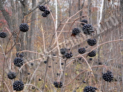 Элеутерококк колючий — Eleutherococcus senticosus Maxim.