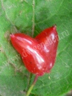 Жимолость Максимовича — Lonicera maximowiczii (Rupr.) Regel