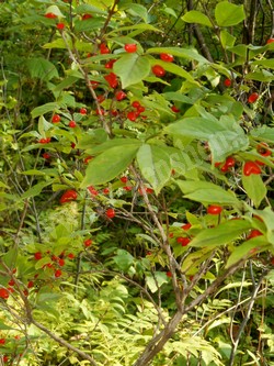 Жимолость Максимовича — Lonicera maximowiczii (Rupr.) Regel