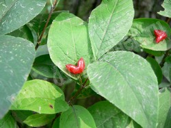 Жимолость Максимовича — Lonicera maximowiczii (Rupr.) Regel