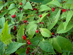 Жимолость Максимовича — Lonicera maximowiczii (Rupr.) Regel