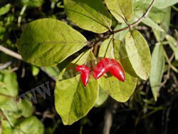 Жимолость Максимовича — Lonicera maximowiczii (Rupr.) Regel