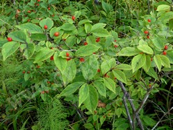 Жимолость Максимовича — Lonicera maximowiczii (Rupr.) Regel