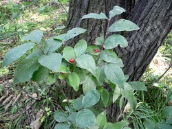 Жимолость Максимовича — Lonicera maximowiczii (Rupr.) Regel