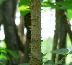 Аралия маньчжурская — aralia mandshurica rupr. et maxim.