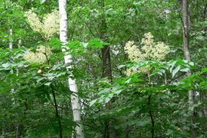 Аралия маньчжурская — Aralia mandshurica Rupr. et Maxim.