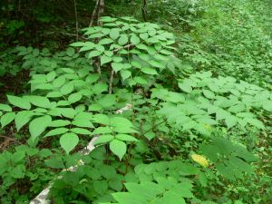 Аралия маньчжурская — aralia mandshurica rupr. et maxim.