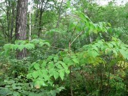 Аралия маньчжурская — Aralia mandshurica Rupr. et Maxim.