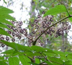 Аралия маньчжурская — Aralia mandshurica Rupr. et Maxim.