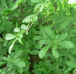 Барбарис амурский — berberis amurensis maxim.