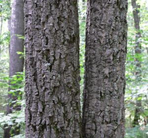 Бархат амурский — кора