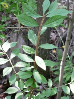 Бересклет священный (Euonymus sacrosancta Koidz.)