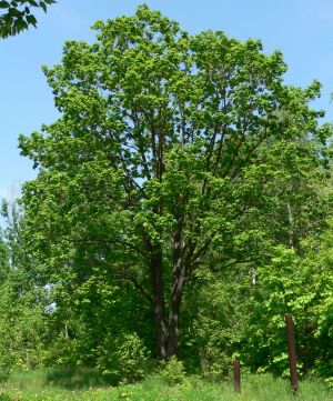 Дуб монгольский — quercus mongolica fisch ex turcz.