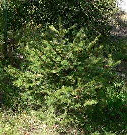 Ель аянская – Picea ajanensis Fisch. ex Carr.