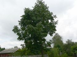 Ясень маньчжурский — Fraxinus mandshurica Rupr.