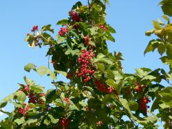 Калина Саржента – Viburnum sargentii Koehne