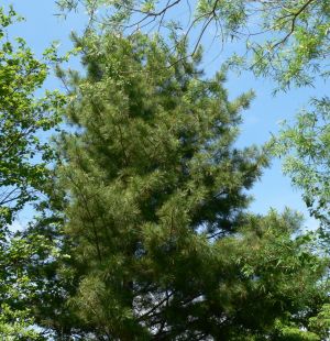 Кедр корейский (сосна корейская) — Pinaceae koraiensis Sieb.et Zucc.