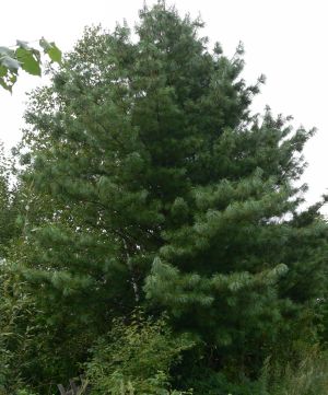 Кедр корейский (сосна корейская) — Pinaceae koraiensis Sieb.et Zucc.