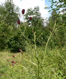 Кровохлебка – Sanguisorba L.