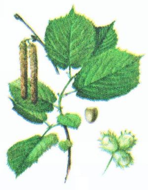 Лещина обыкновенная, орешник – Corylus avellana