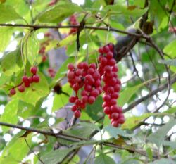 Лимонник китайский — schizandra chinensis (turcz.) baill.