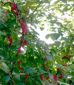 Лимонник китайский – Schizandra chinensis (Turcz.) Baill.