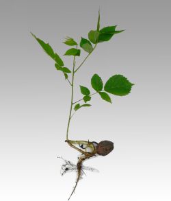 Орех маньчжурский - Juglans mandshurica Maxim.