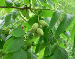 Орех маньчжурский — Juglans mandshurica Maxim.