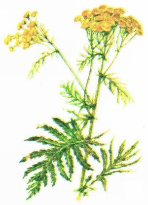 Пижма обыкновенная – Tanacetum vulgare L.