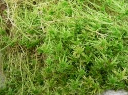 Мох сфагнум (Sphagnum)