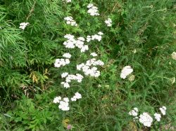 Тысячелистник обыкновенный — Achillea millefolium L.